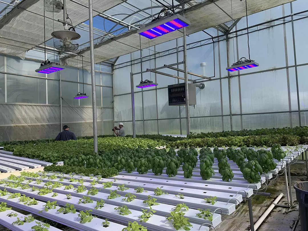 commercial grow lights for plants Cannabis LED Grow Light – Professional Indoor Cultivation Lighting