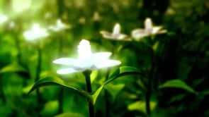 LED plant grow light used in greenhouse and vertical farm growing environments